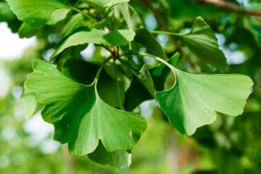 Kas ir Ginko Biloba ekstrakts un kā tas darbojas?