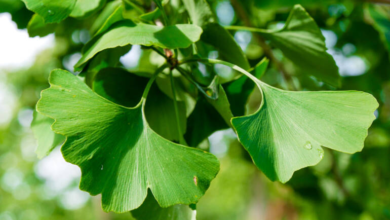 Kas ir Ginko Biloba ekstrakts un kā tas darbojas?